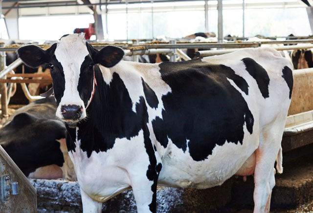 Cow Concrete Surfacing